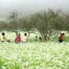 VÒNG CUNG TÂY BẮC TP.HCM - HÀ NỘI - MỘC CHÂU - ĐIỆN BIÊN - SAPA - Ảnh 6