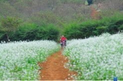 VÒNG CUNG TÂY BẮC TP.HCM - HÀ NỘI - MỘC CHÂU - ĐIỆN BIÊN - SAPA