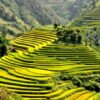 TP.HCM – LÀO CAI – TÚ LỆ - MÙ CANG CHẢI -SAPA – BẮC HÀ - MÙA LÚA CHÍN 5N4Đ - Ảnh 3